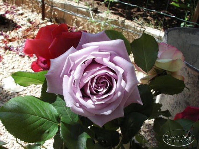 63 - Concours.....Fleurs du jardin, des jardins, compositions florales 15943911
