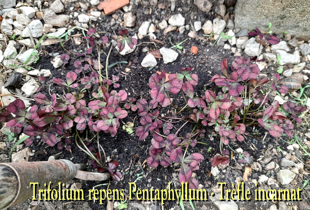 Trifolium repens (trefle blanc) 17162610