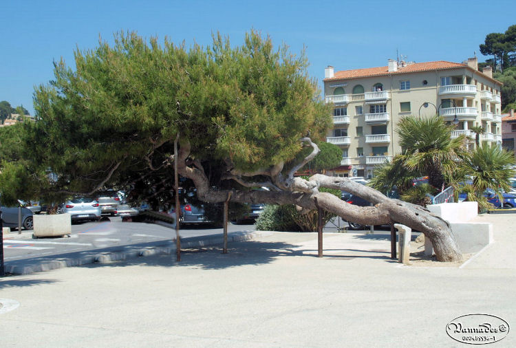 Cassis sur Mer et ses Calanques 18_pin10