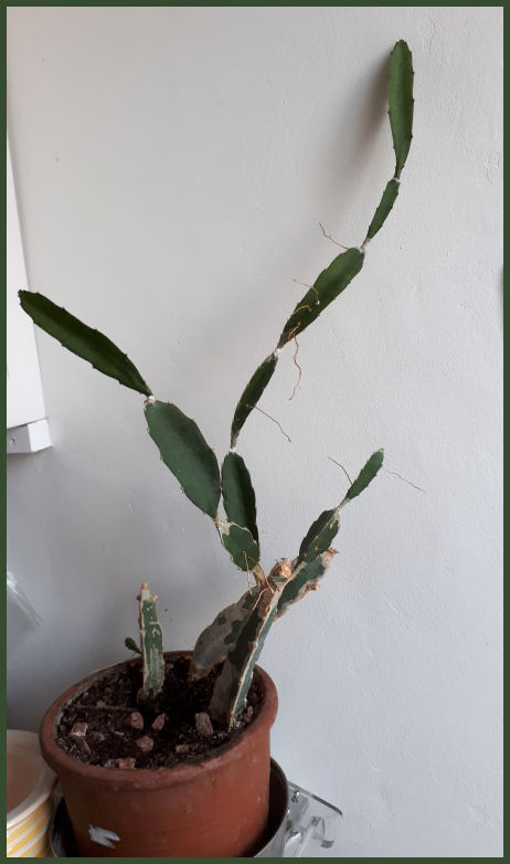 Epiphyllum !!! - Page 2 20190619