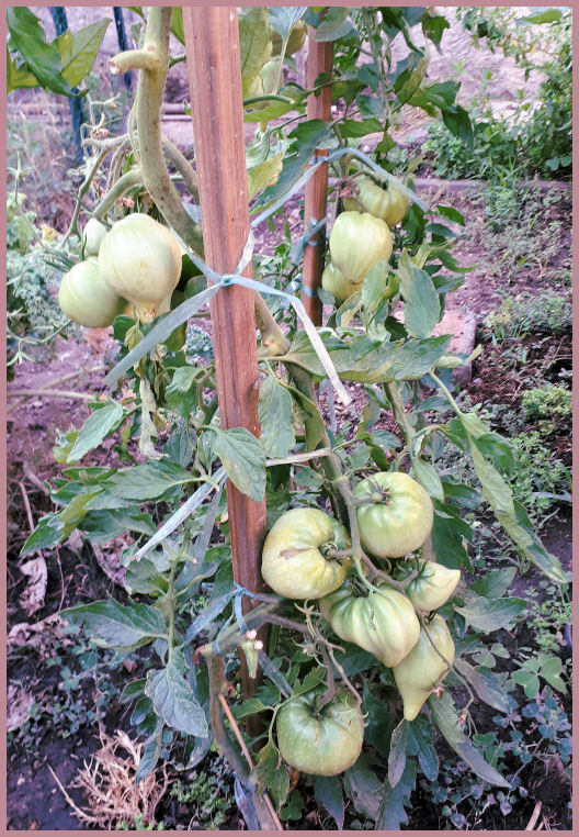 Fruits et Légumes de mon Jardin  20190714