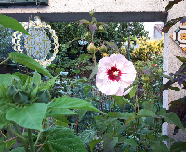 Hibiscus des Marais ou Moscheutos *** - Page 2 20200718