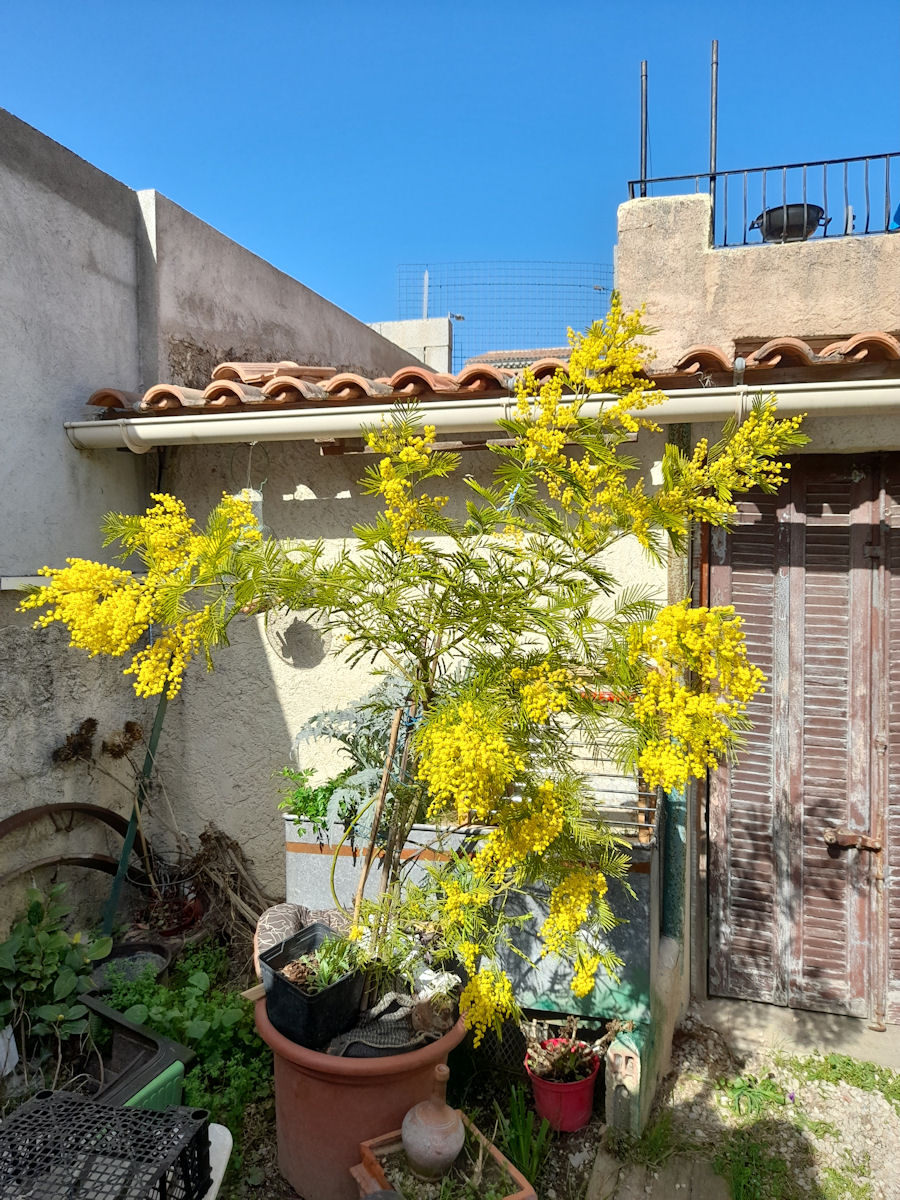 Fleurs du Jardin Février 2021  - Page 2 20210217