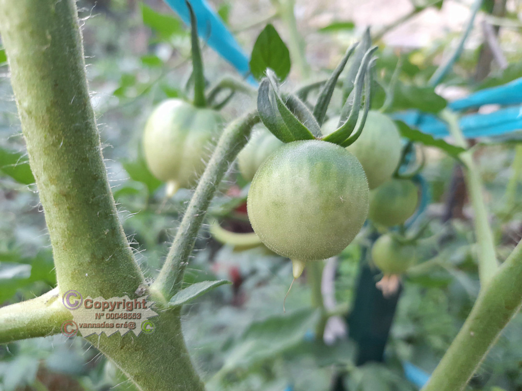 La Pomodorino del Piennolo del Vesuvio Tomates ♥  20210725