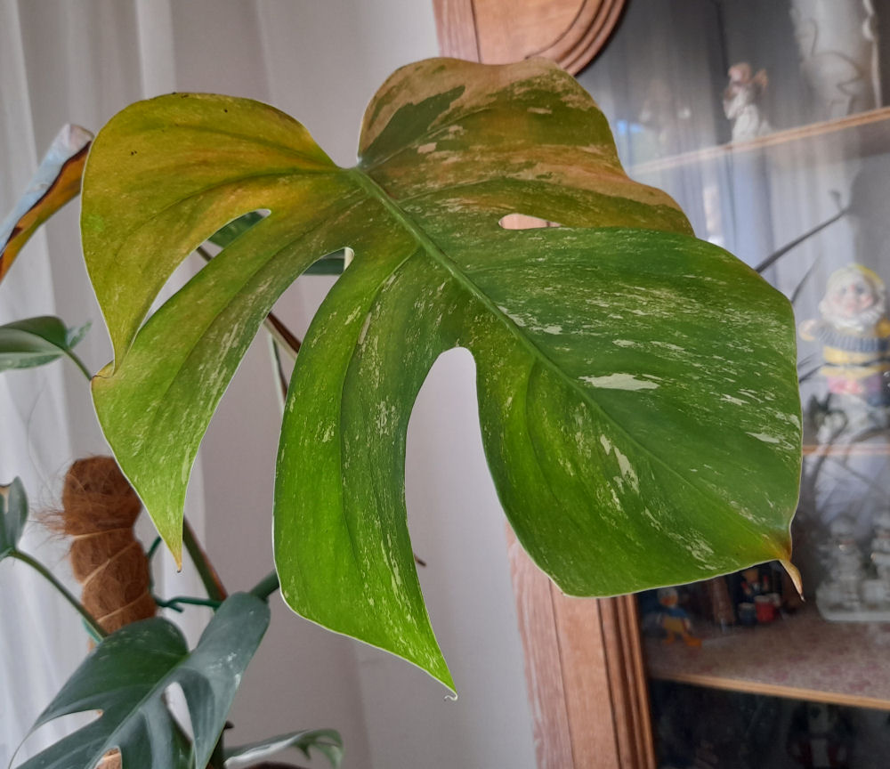 Ma Bouture de Monstera Varega Stagne ??? - Page 2 20211015