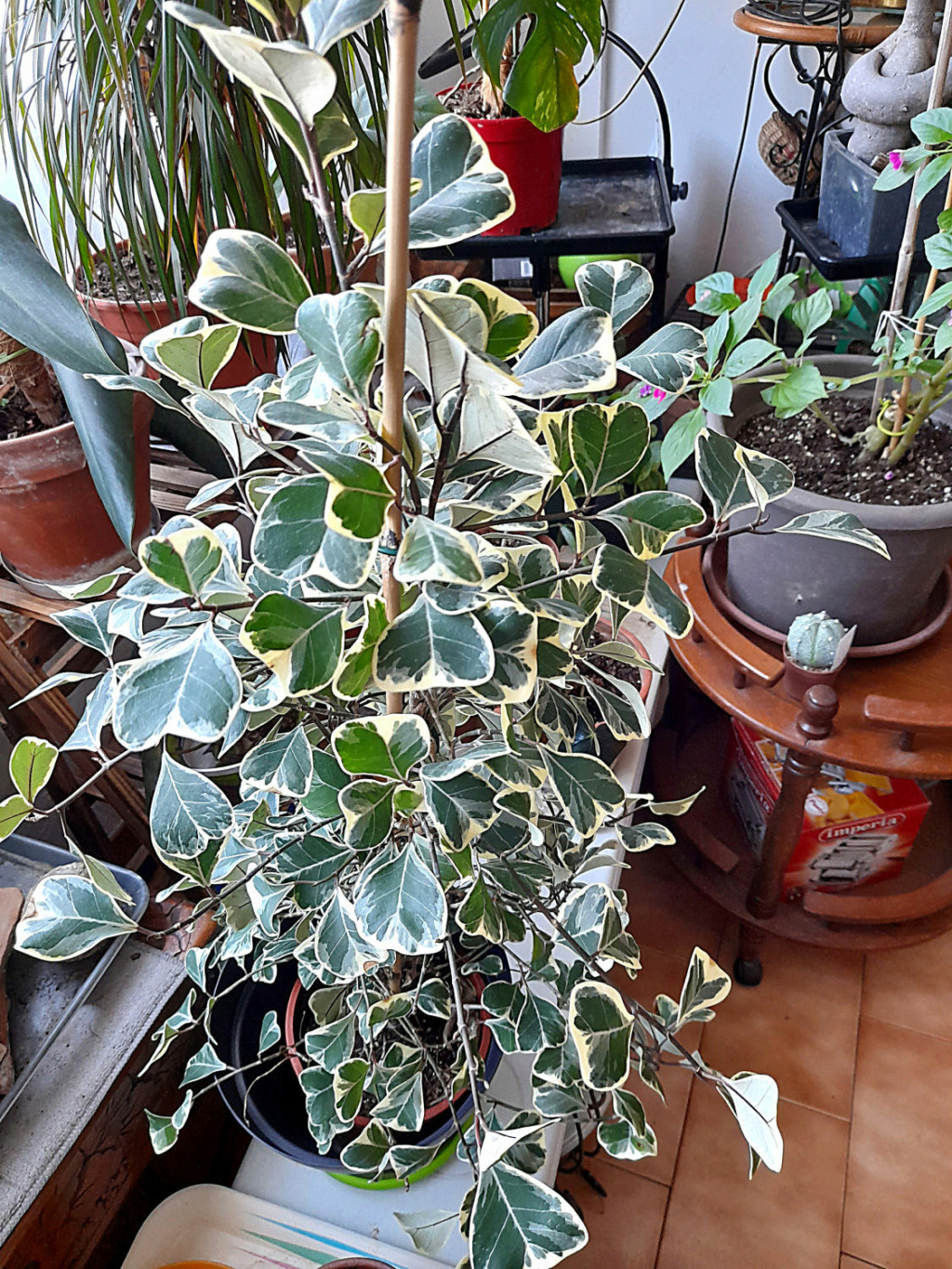 Ficus Natalensis Subs Variegata 20211111