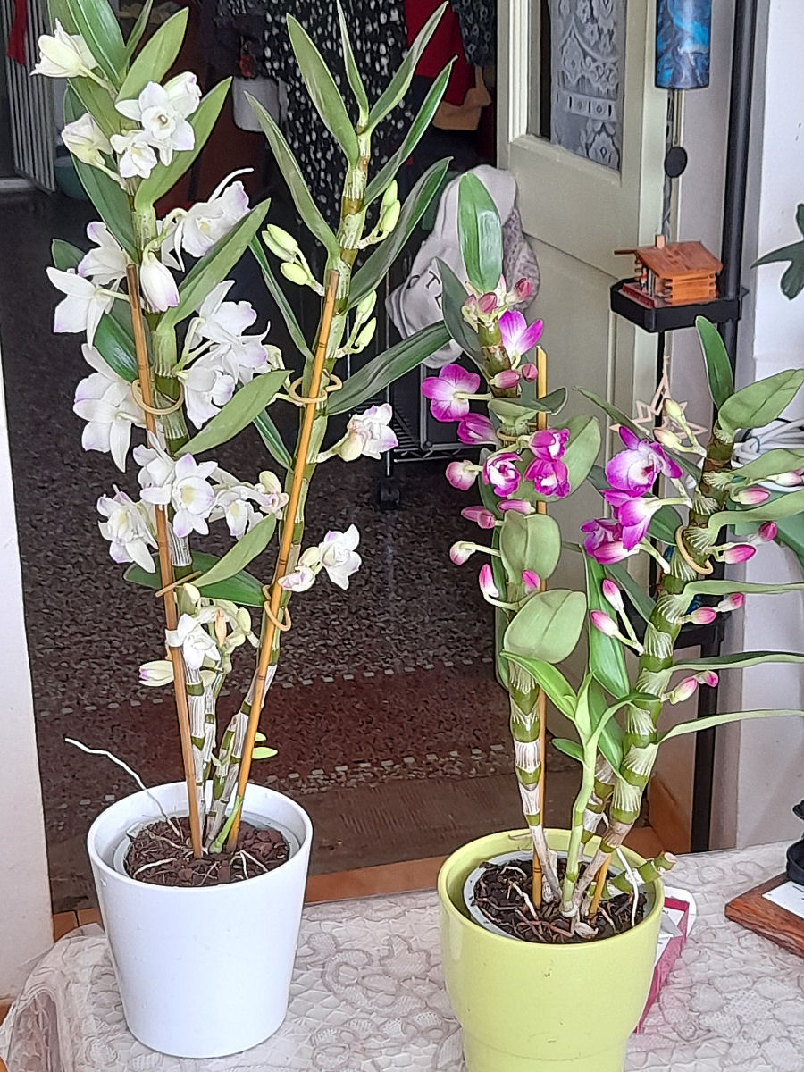 les orchidées dans la maison 20220431