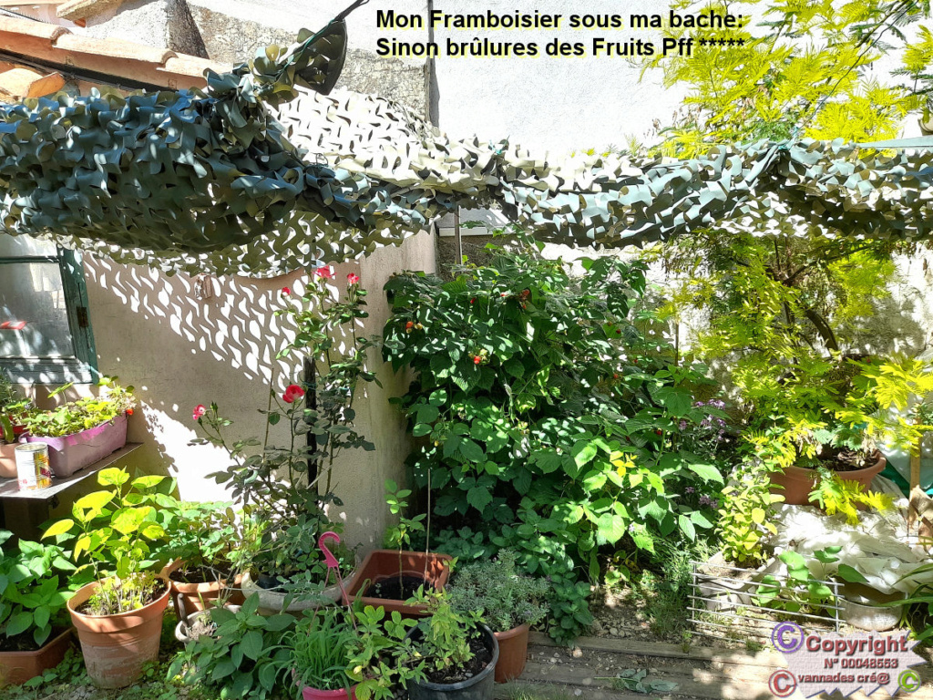 Framboisier malade 20220611