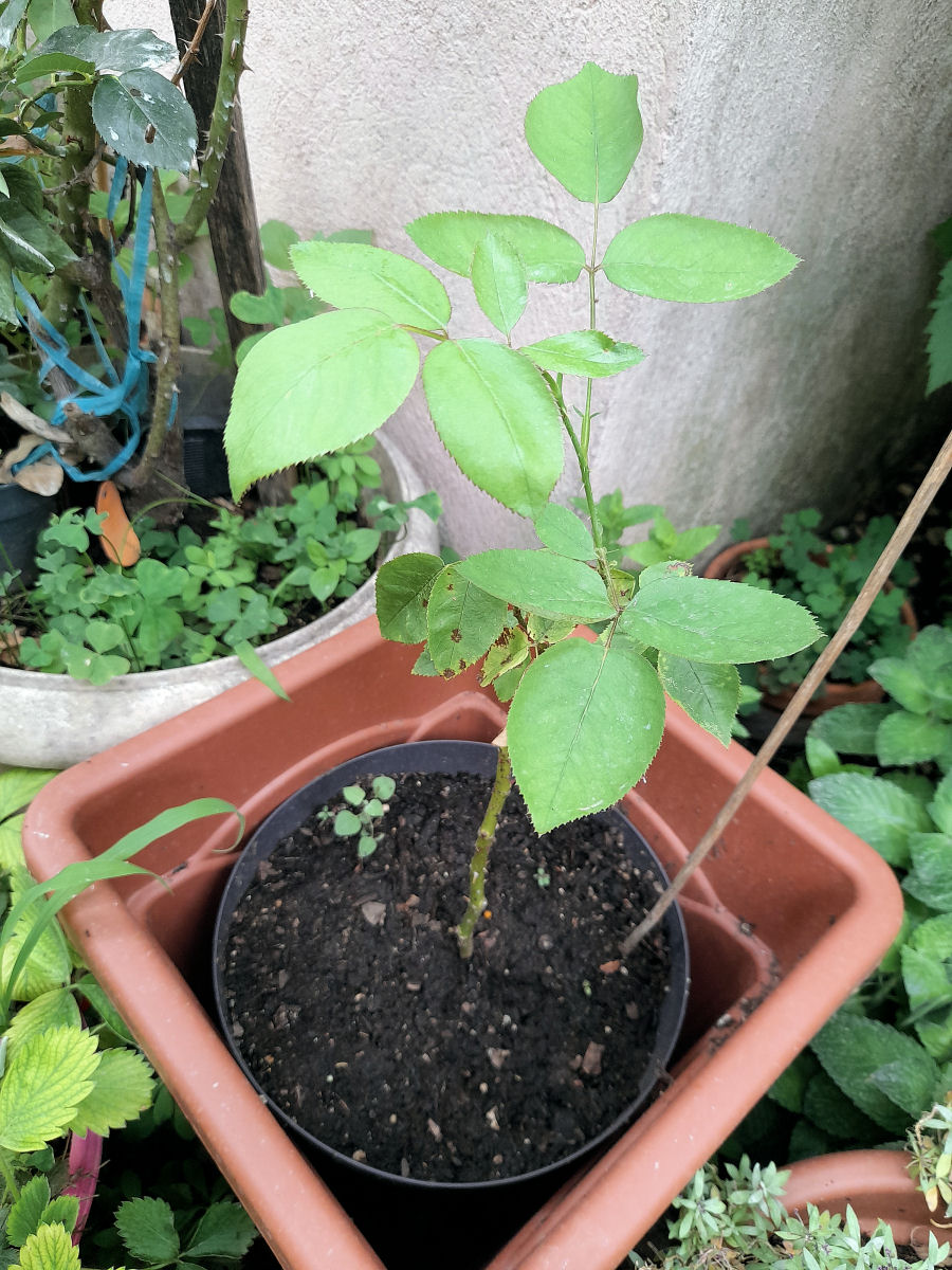 Mes Rosier de ce jour au jardin 20220612