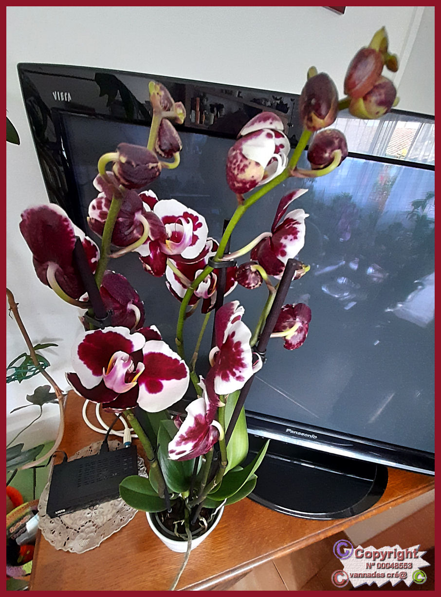 les orchidées dans la maison 20220613