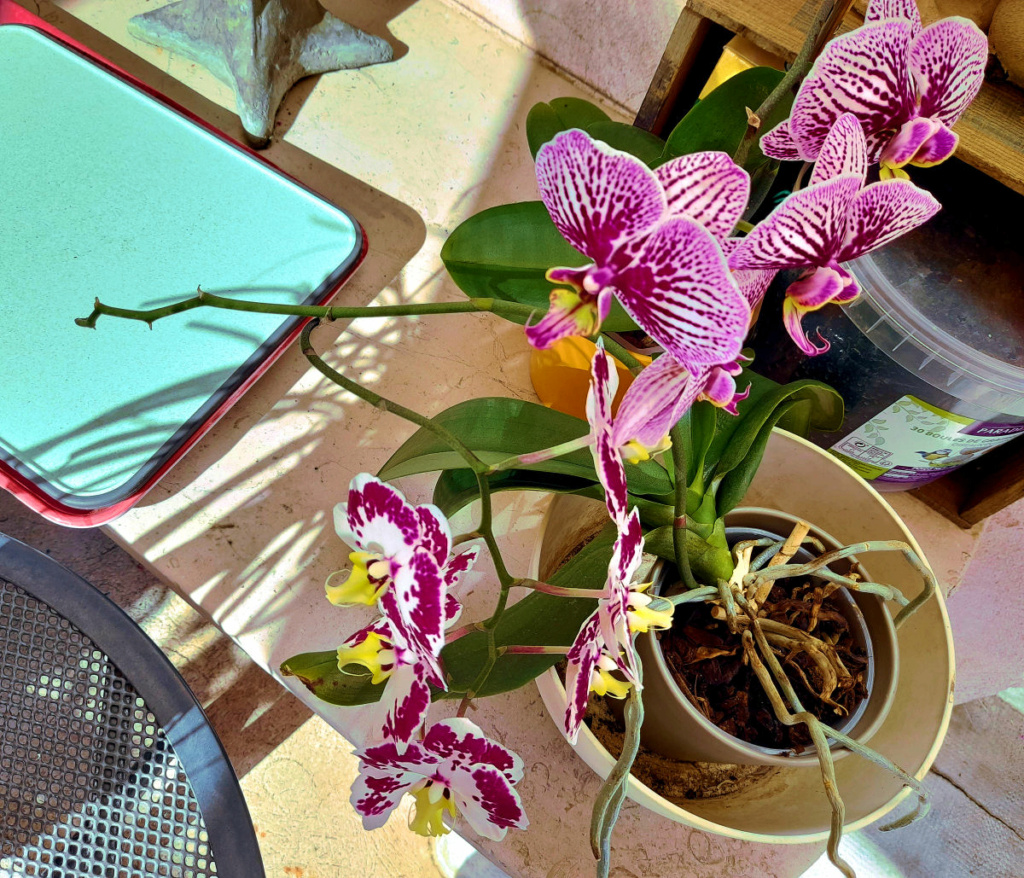 les orchidées dans la maison 20220614