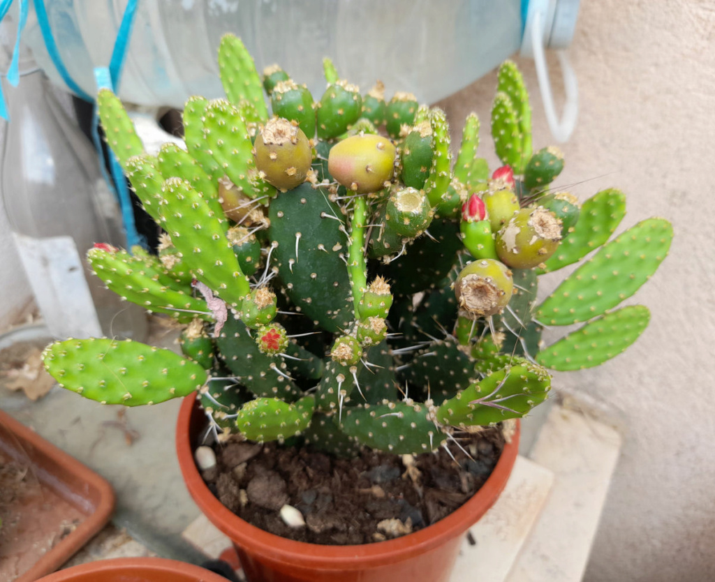 Cactus  - Page 2 20220616