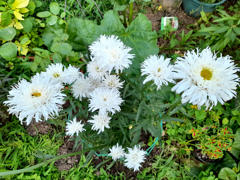 Leucanthemum maxima !!! - Page 3 20220618