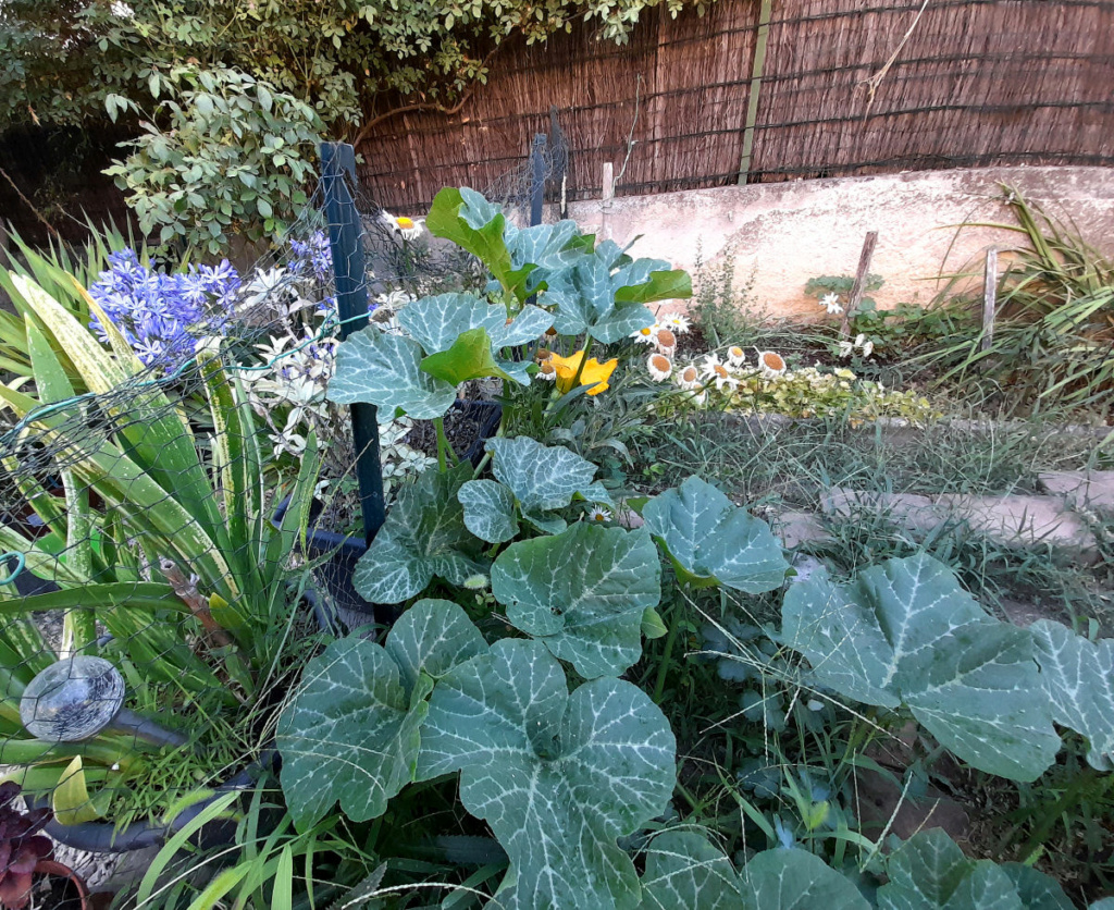 plante de Courge, courgette  ou autres  20220713