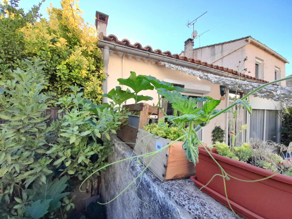 Ma Courge Butternut qui va chez ma Voisine 20220821