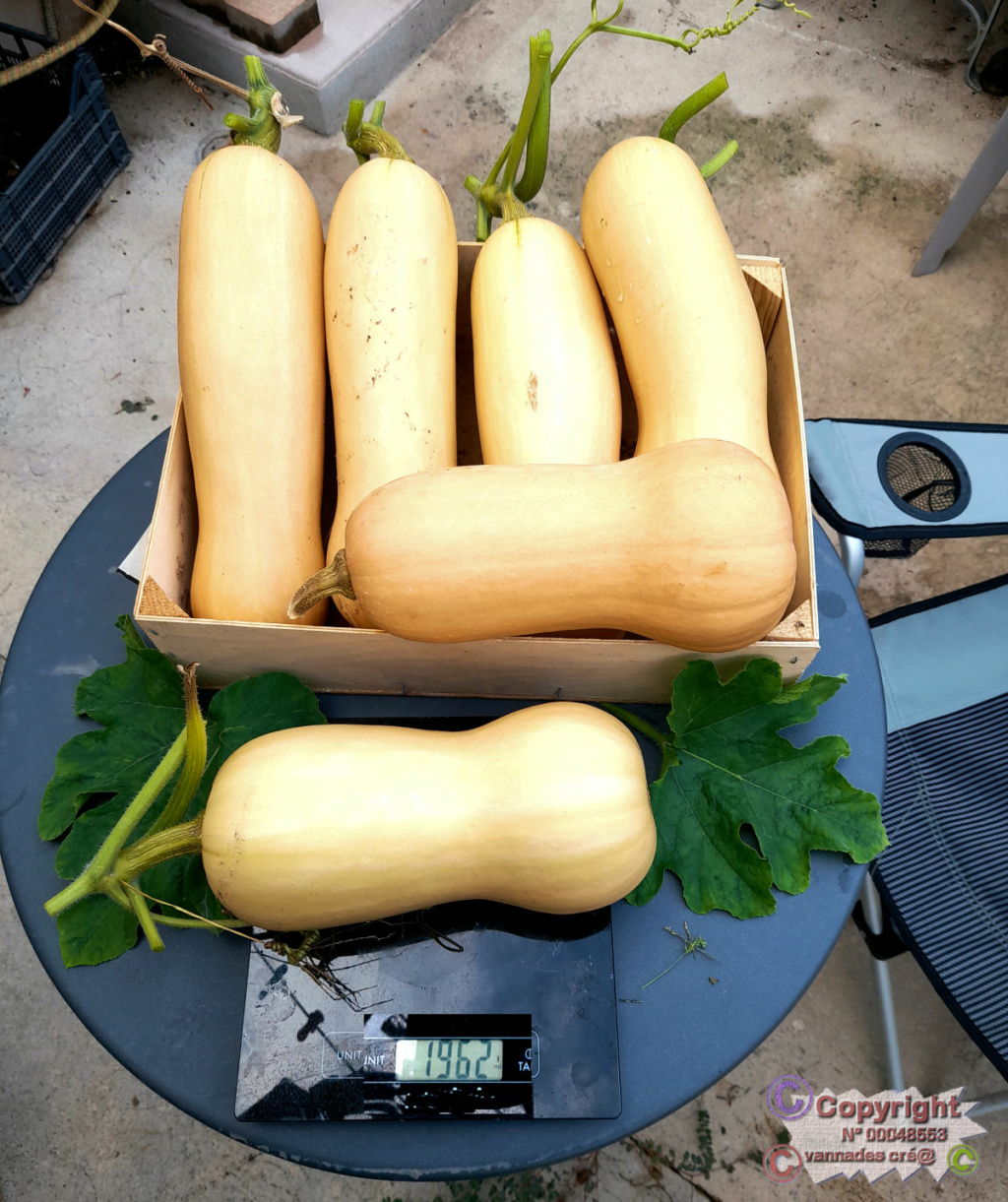 Ma Courge Butternut qui va chez ma Voisine  20220933