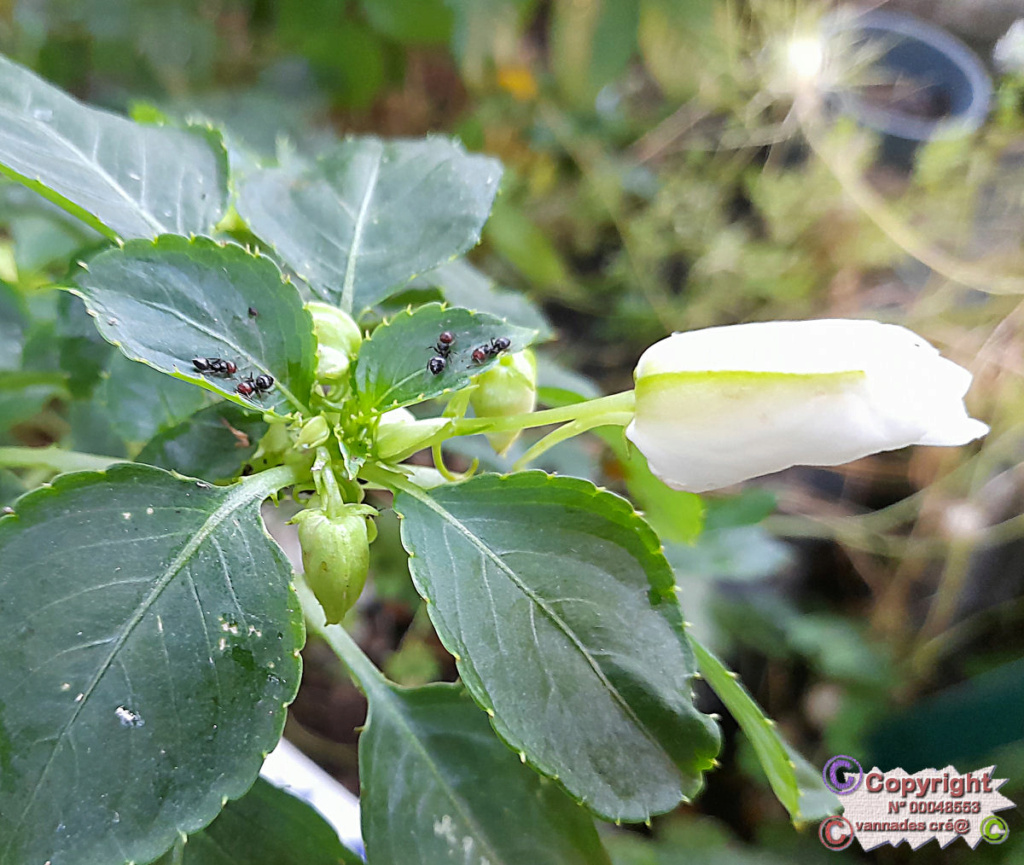 Goutte de Sang >>Des Soucis 20230714