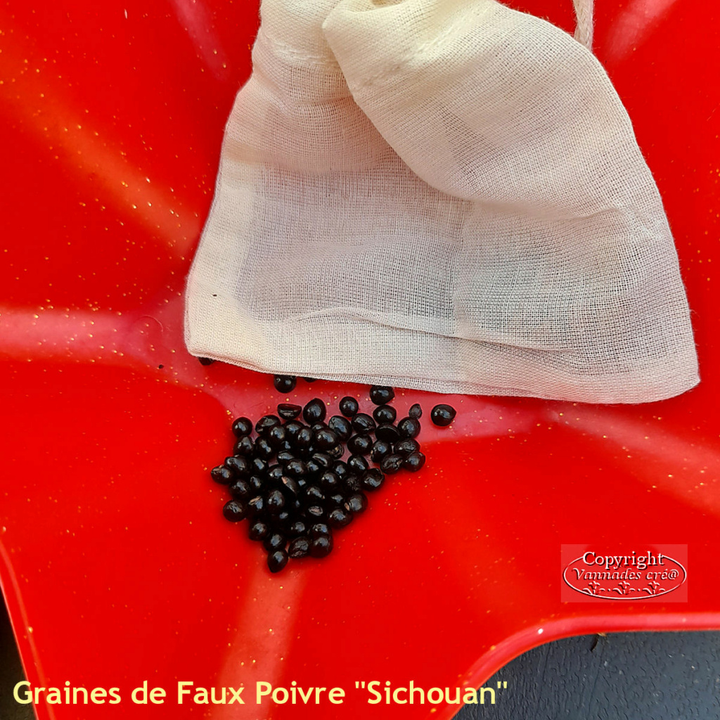 Mon poivrier de Sichuan 20230815