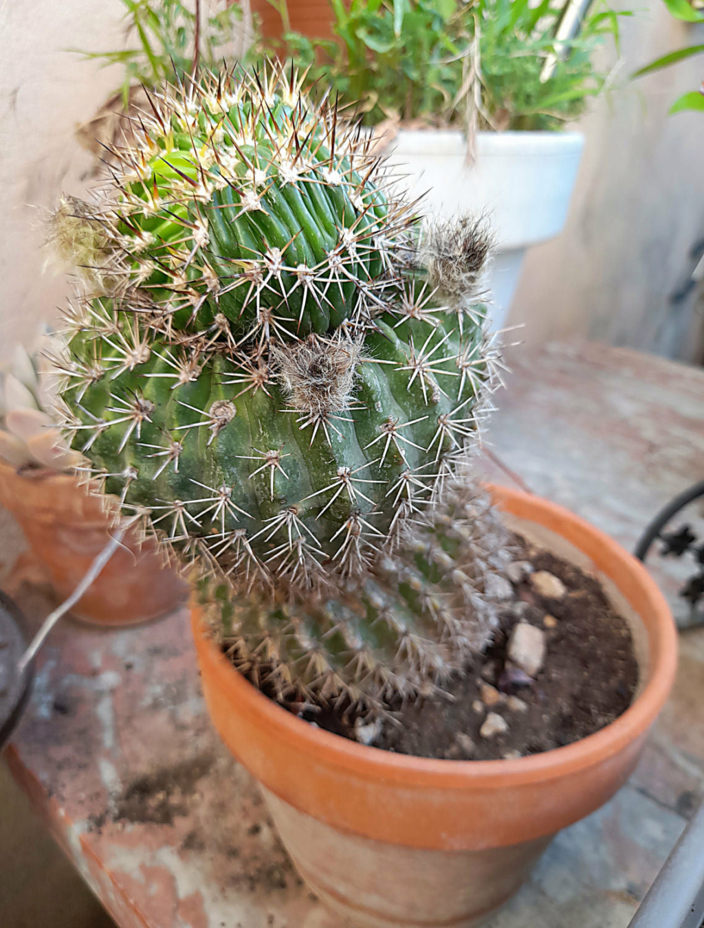 mon Cactus de 25 ans, 22219310