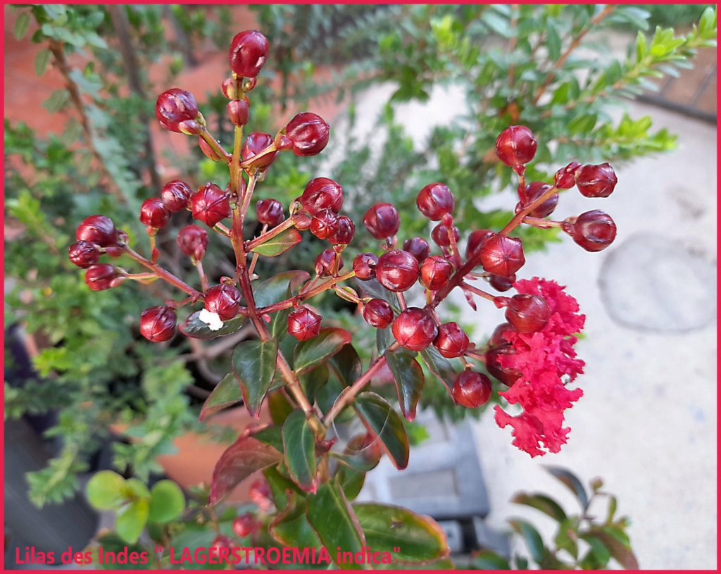 Lilas des Indes "LAGERSTROEMIA" 23986310