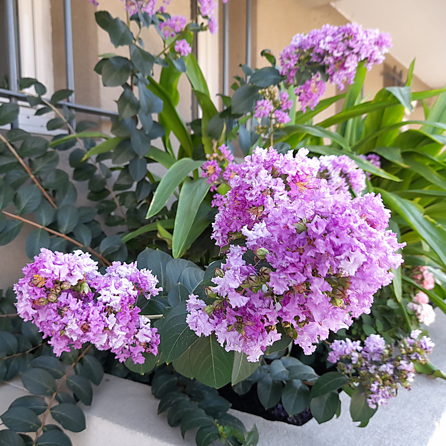 Lilas des Indes "LAGERSTROEMIA" 2_310