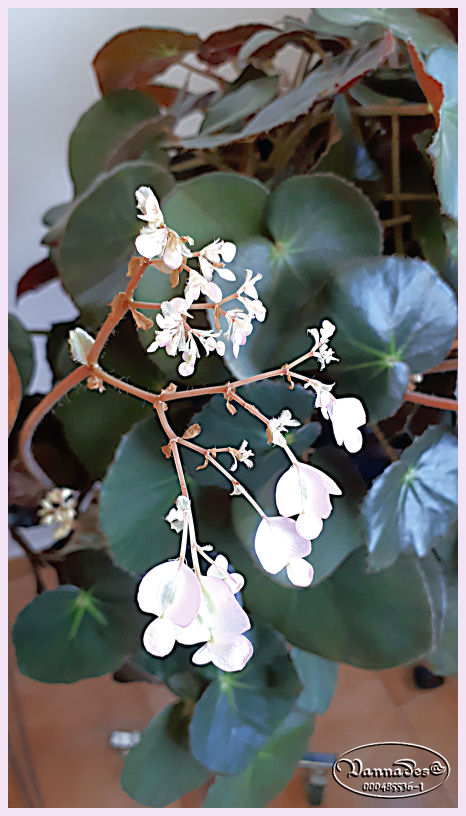 Bégonia Nénuphar *** Begonia 'Erythrophylla' 314