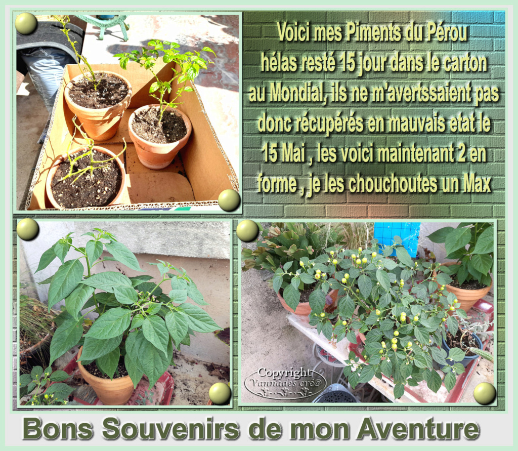 Piment du Pérou Aji Charapita 36225110