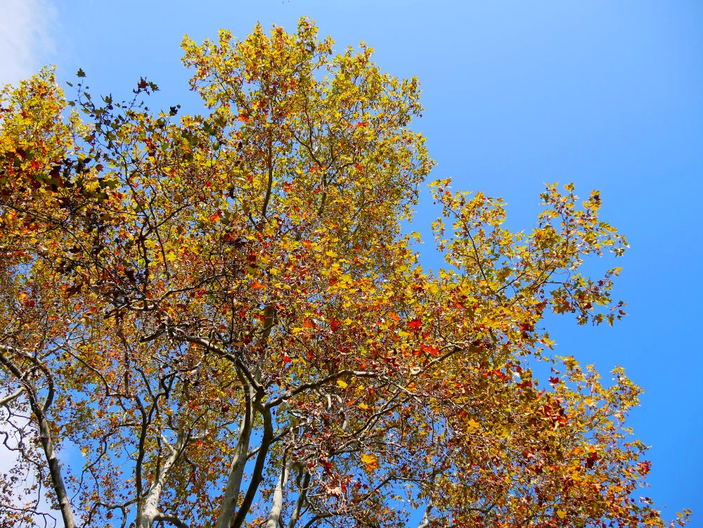 Dans la Forêt  cet Automne  5_bis_10