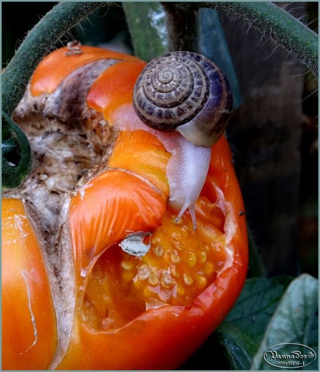 Légumes et fruits du Jardin 67806710