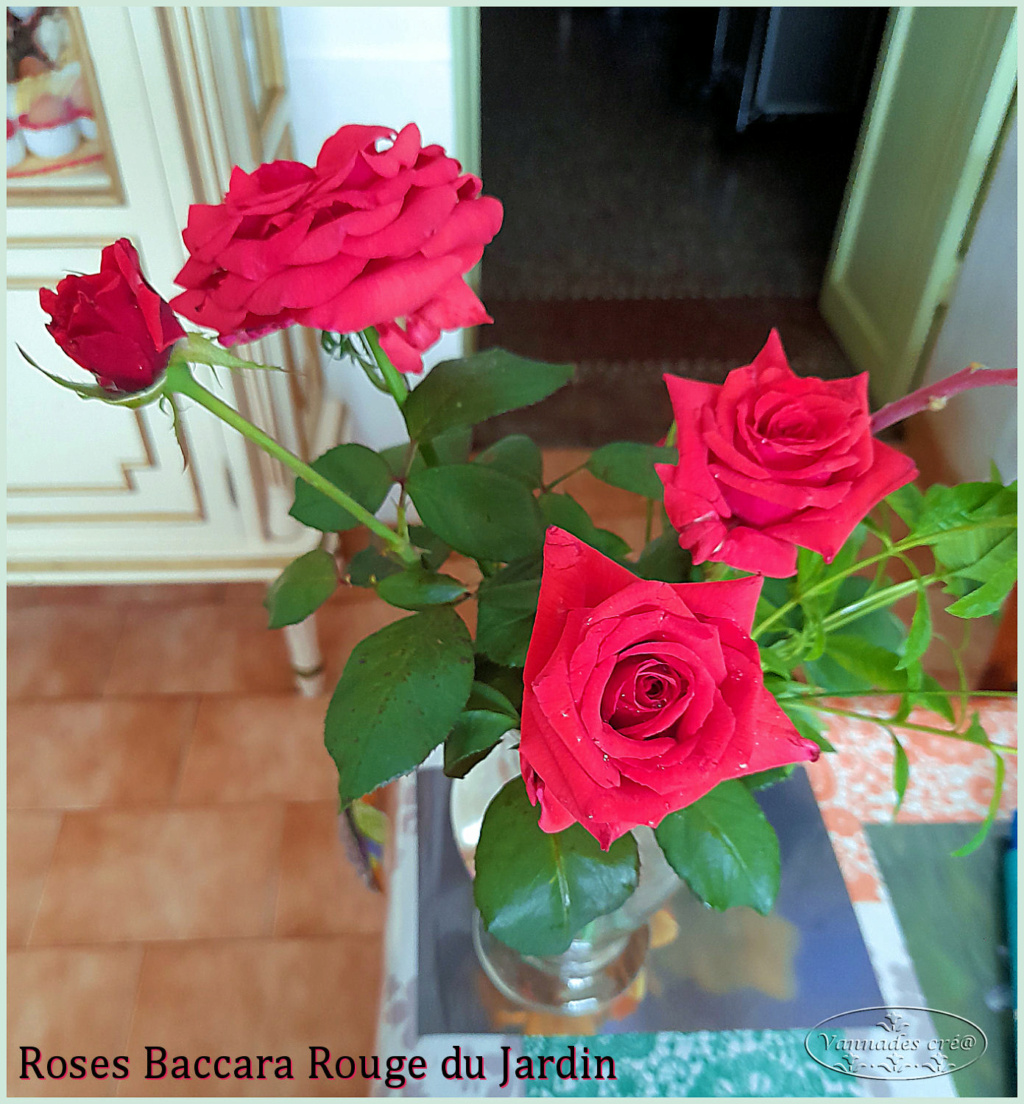 Roses de baccara Rouge  Baccar10