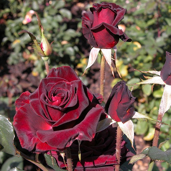 Roses de baccara Rouge  Black_10