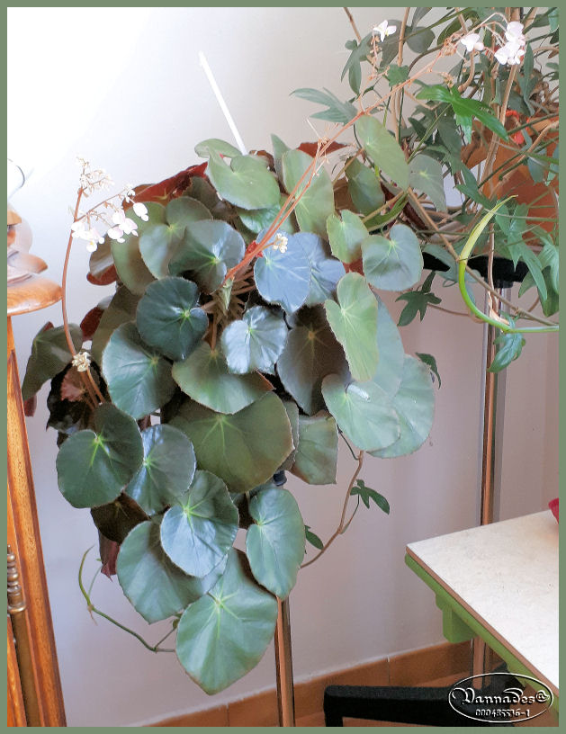 Bégonia Nénuphar *** Begonia 'Erythrophylla' Bzogon12