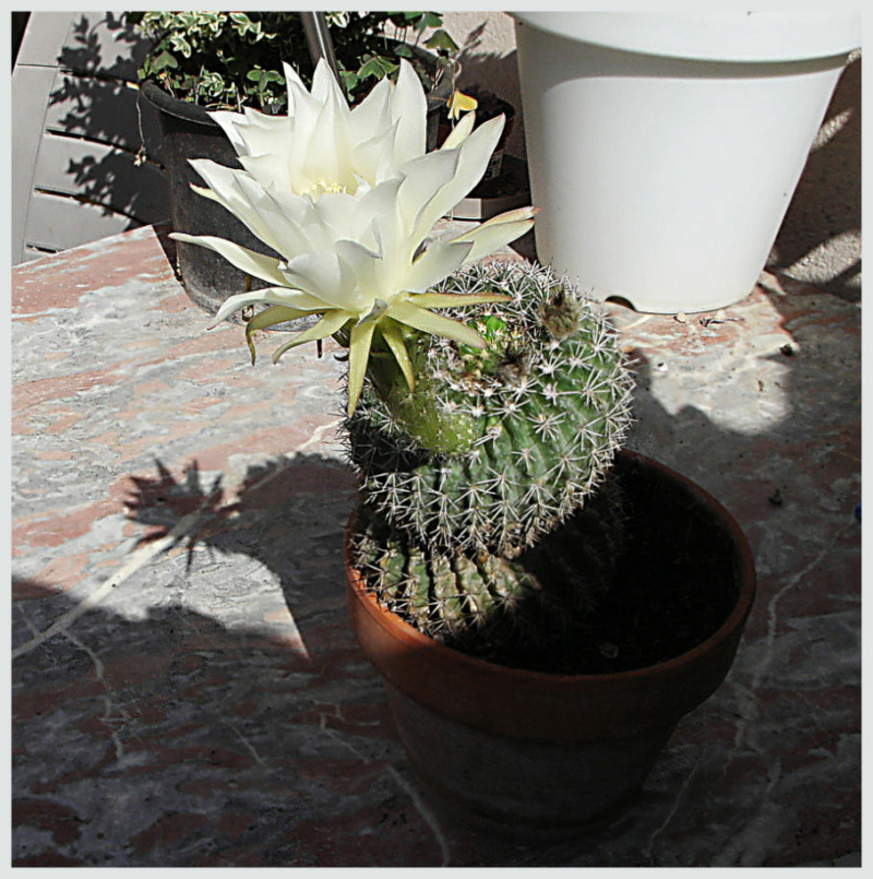 Cactus  Cactus14
