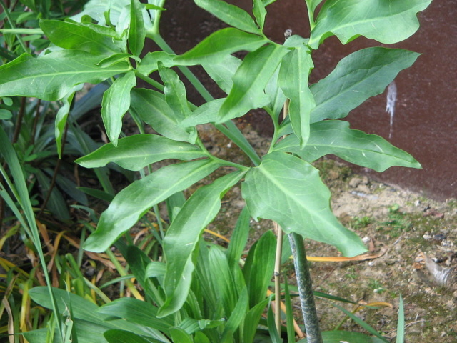 Un Arum Dracunculus vulgaris Feuill10