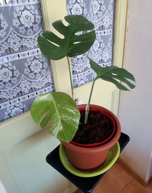 Ma Bouture de Monstera Varega Stagne ??? Ficus_11