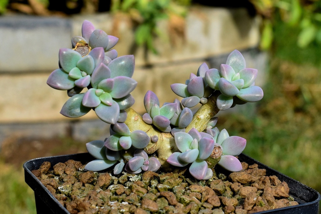 Je recherche cette plante Graptopetalum 'Marquise de Sévigné'  Grapto12