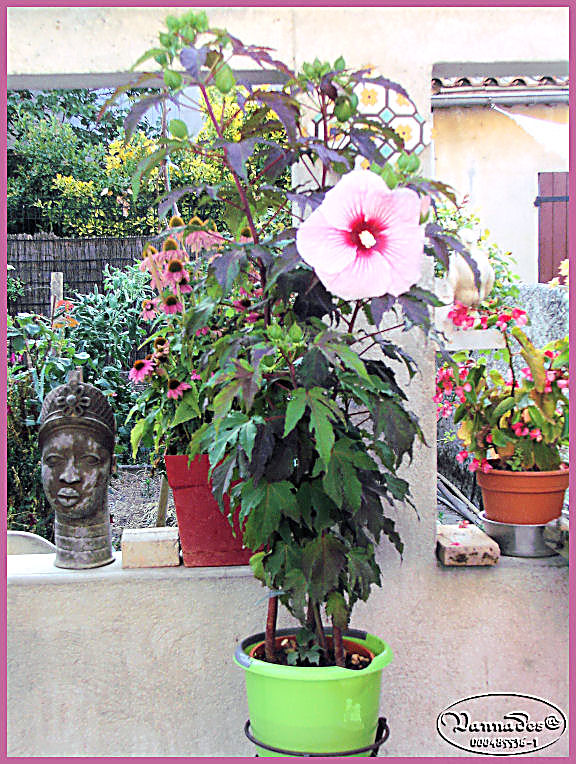 Hibiscus des Marais ou Moscheutos *** Kif_8111