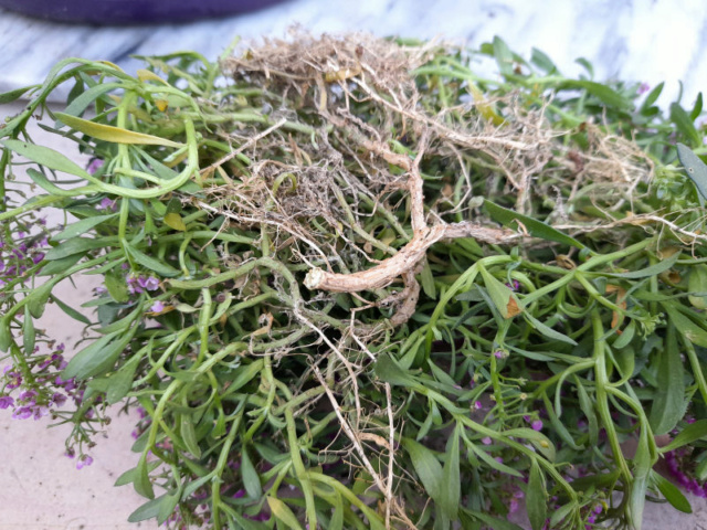 Que faire à ma Lobularia Maritima ? Lobula10