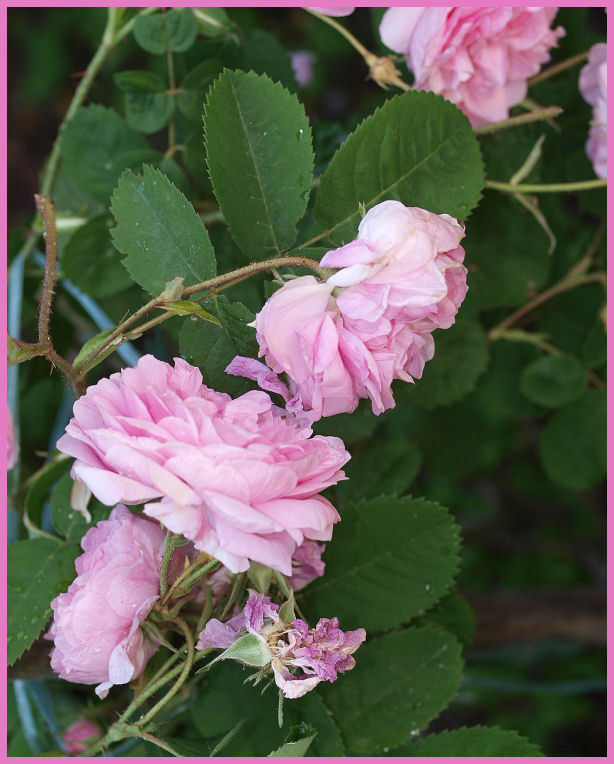 Mes fleurs de mon petit Jardin  - Page 4 P6071617