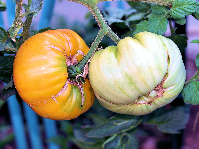 Légumes et fruits  du Jardin P8101725