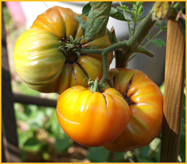 Les tomates que je cultive dans mon petit Jardin *** P8291310