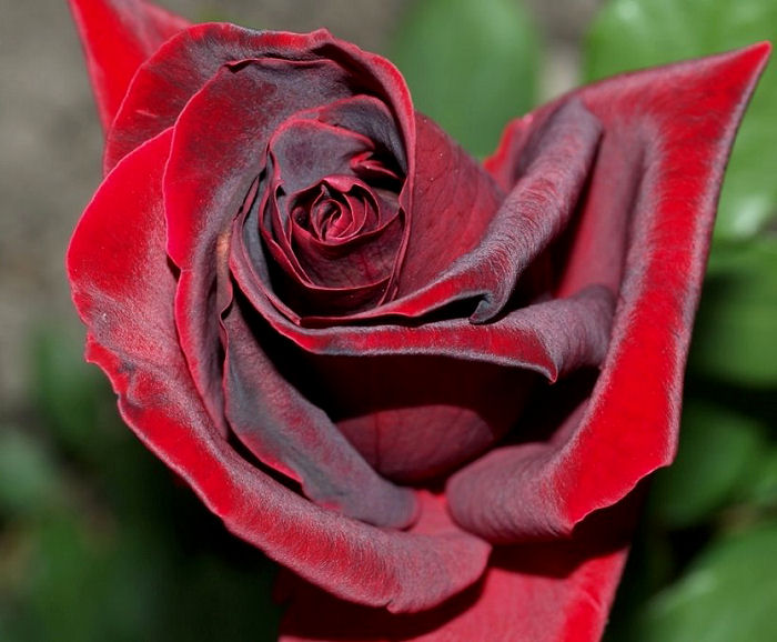 Roses de baccara Rouge  Papa_m10