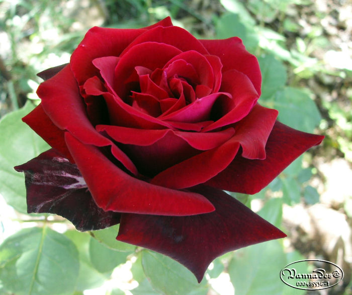 Roses de baccara Rouge  Papa_m11