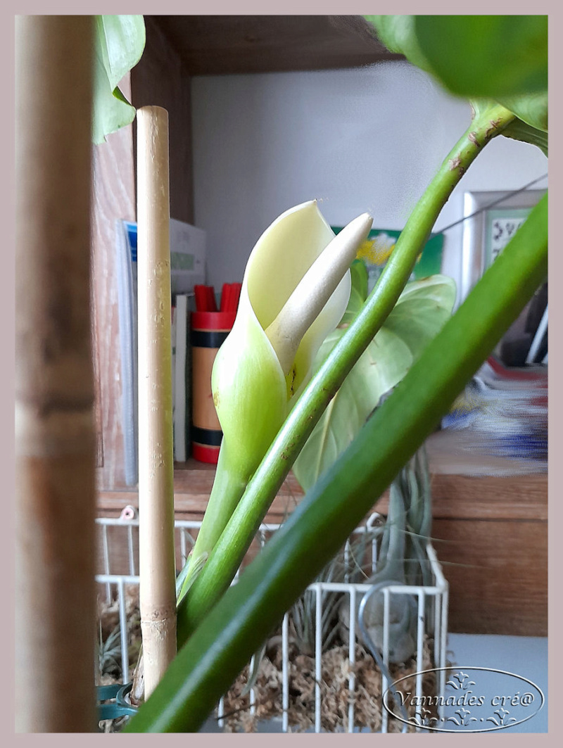 Philodendron Hastatum Philod12