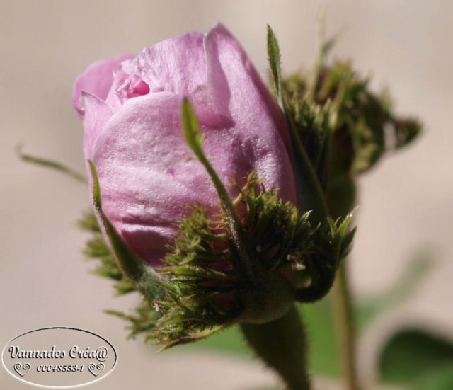 Mes fleurs de mon petit Jardin Rose_210