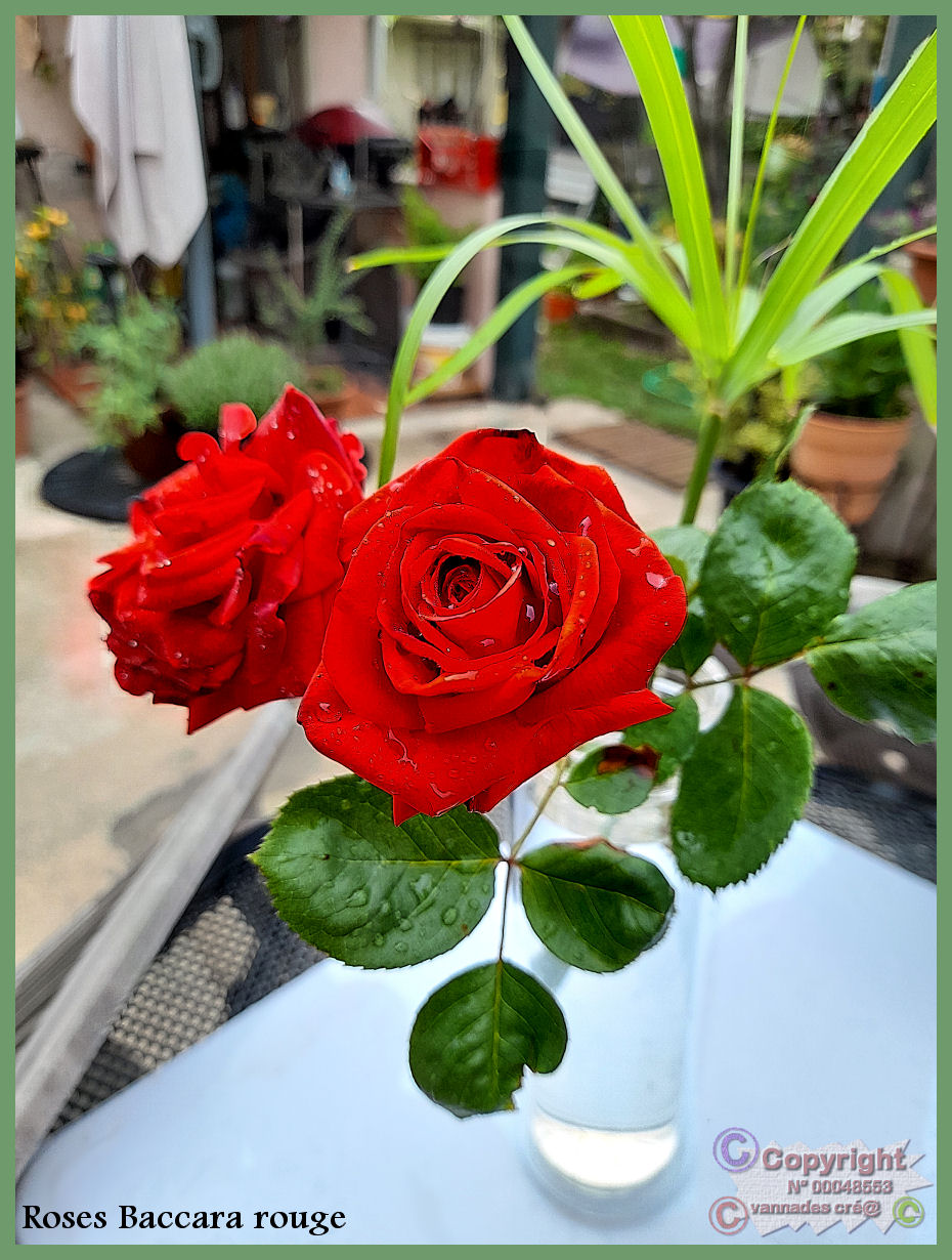 Roses de baccara Rouge  Roses_12