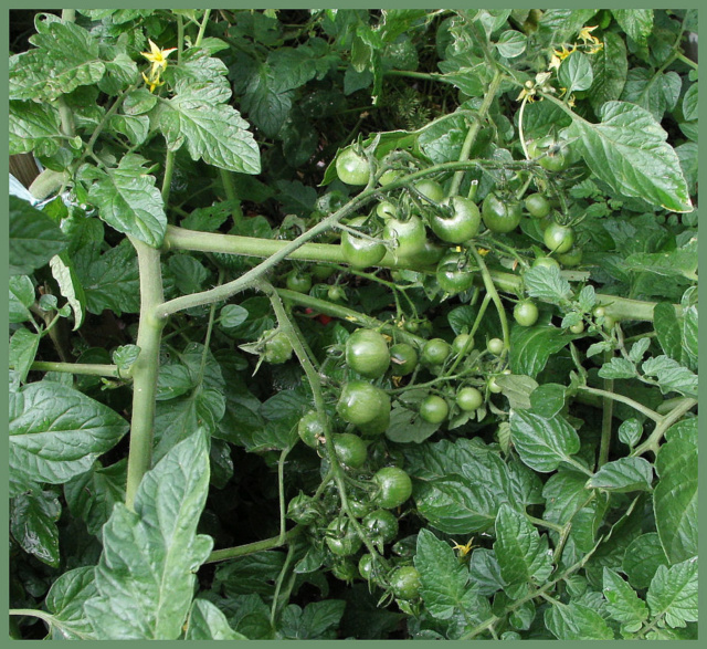 Ma forêt de Tomates Tomate15