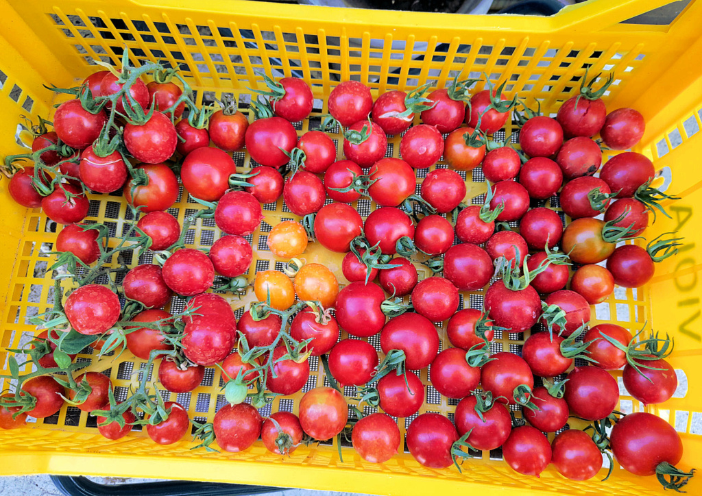 La Pomodorino del Piennolo del Vesuvio Tomates ♥  Tomate21