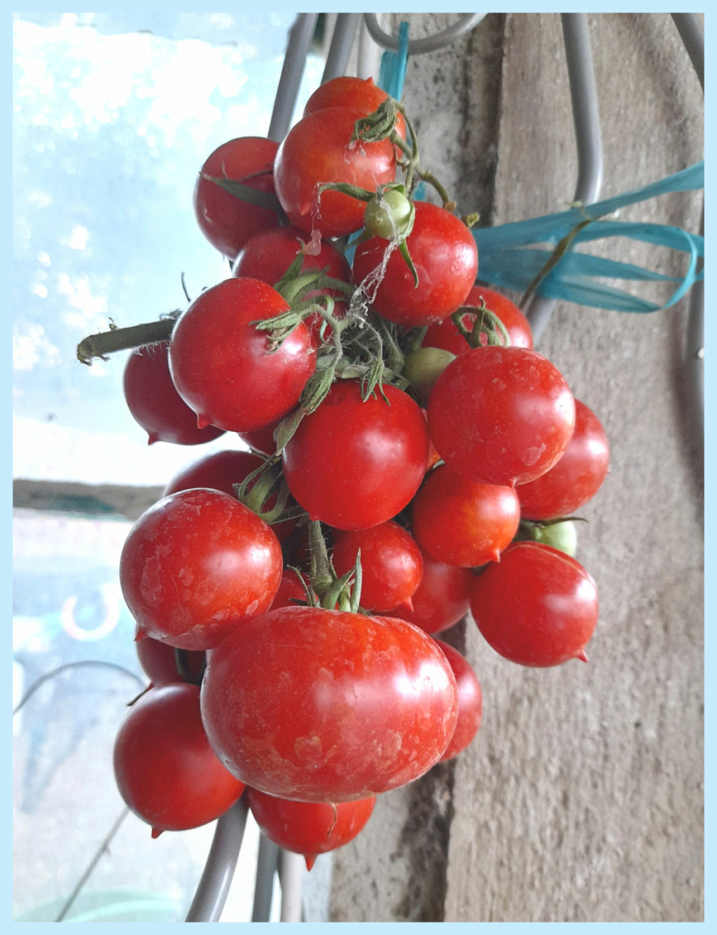 La Pomodorino del Piennolo del Vesuvio Tomates ♥  Tomate22