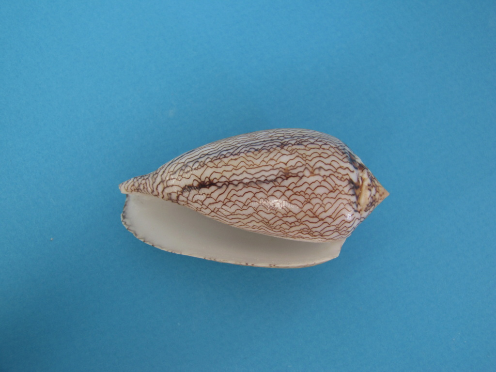 Conus (Cylinder) archiepiscopus concatenatus   Kiener, 1850 65_mm_14